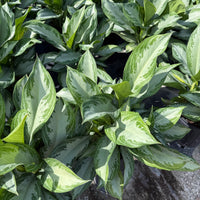 Aglaonema Silver Bay 6"