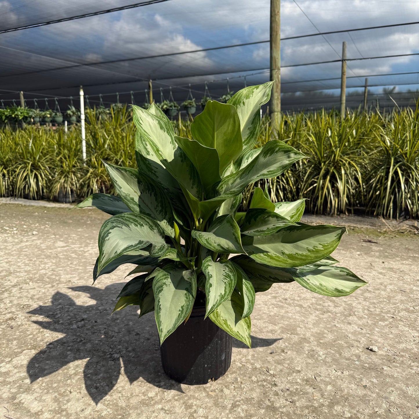Aglaonema Golden Bay 8
