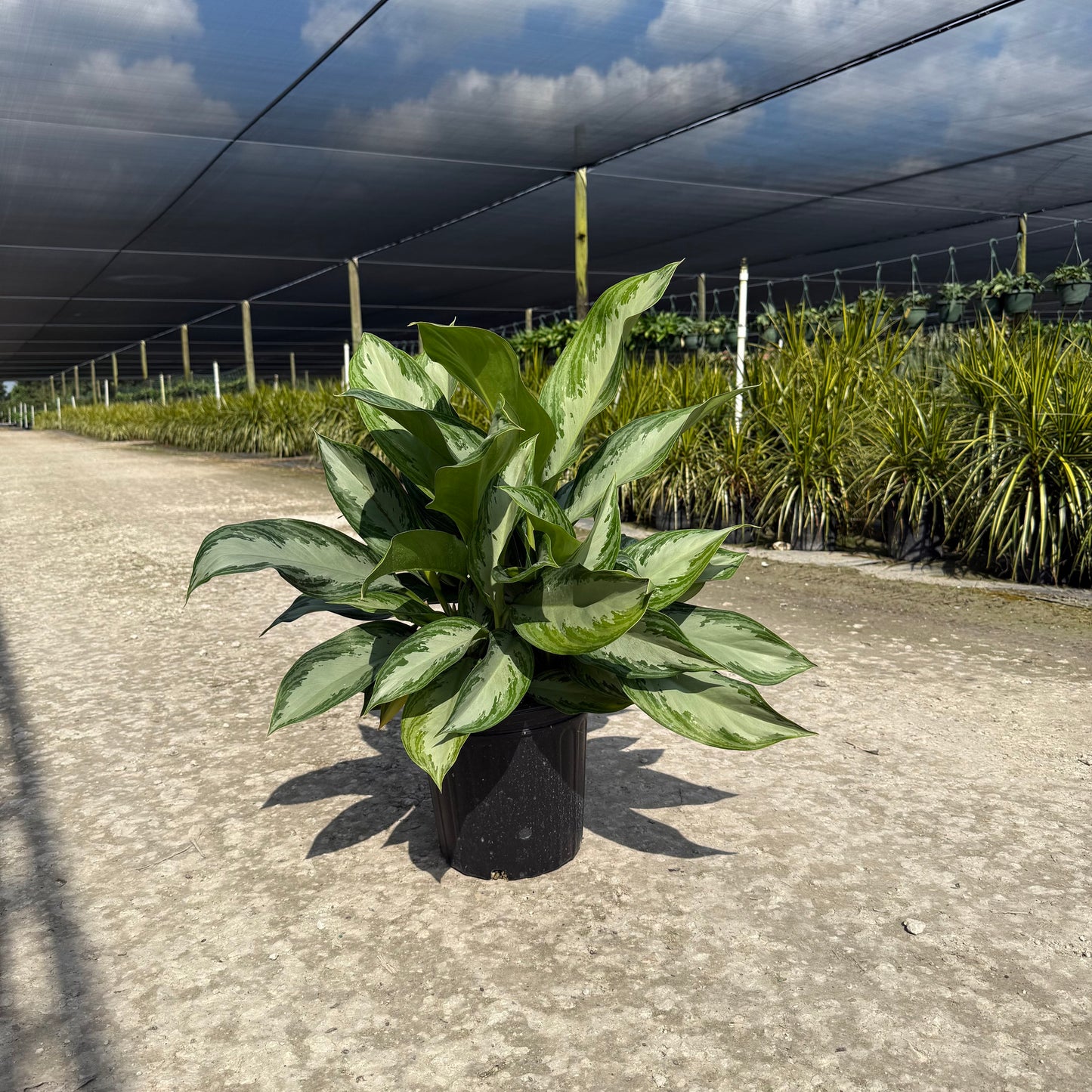 Aglaonema Golden Bay 8"