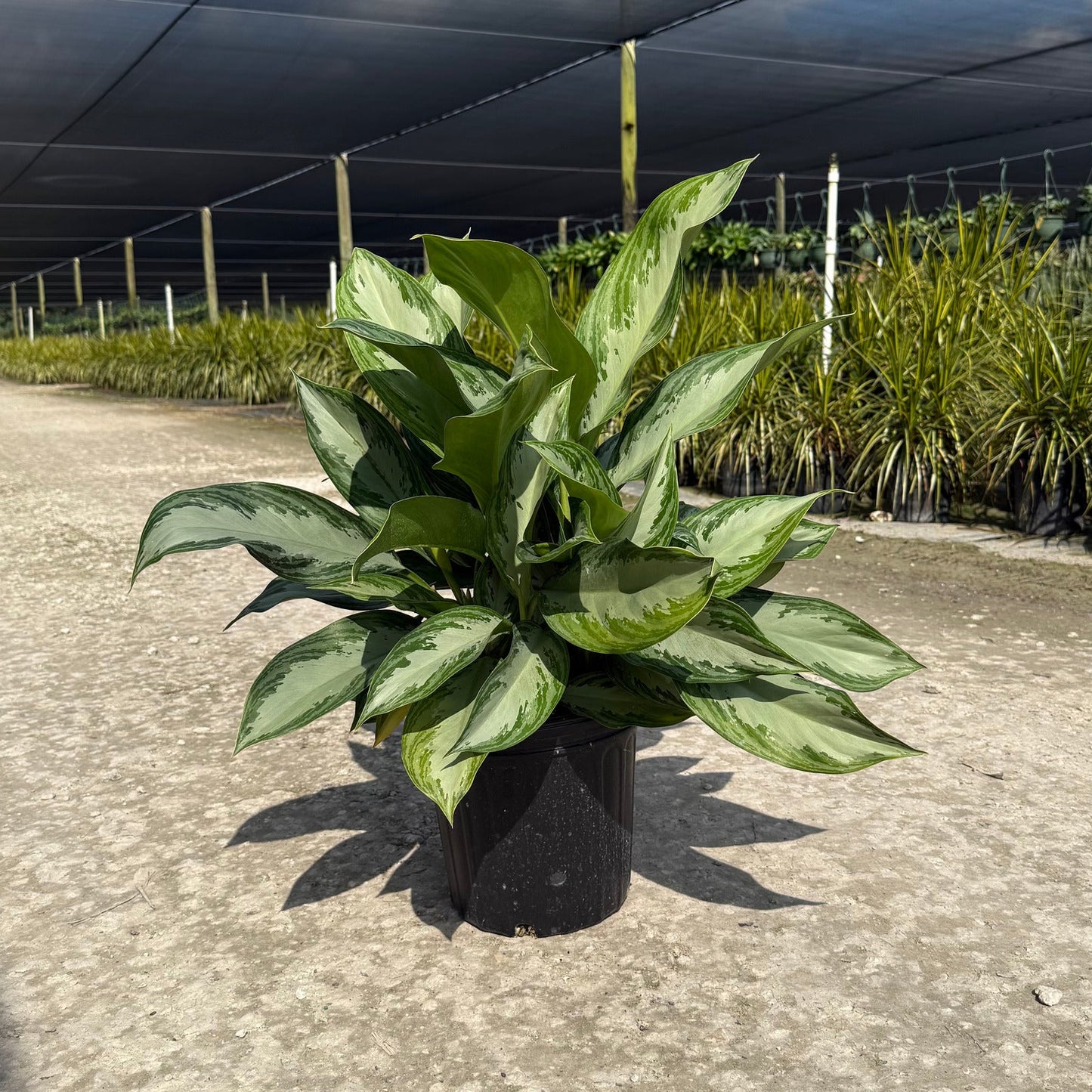 Aglaonema Silver Bay 6"