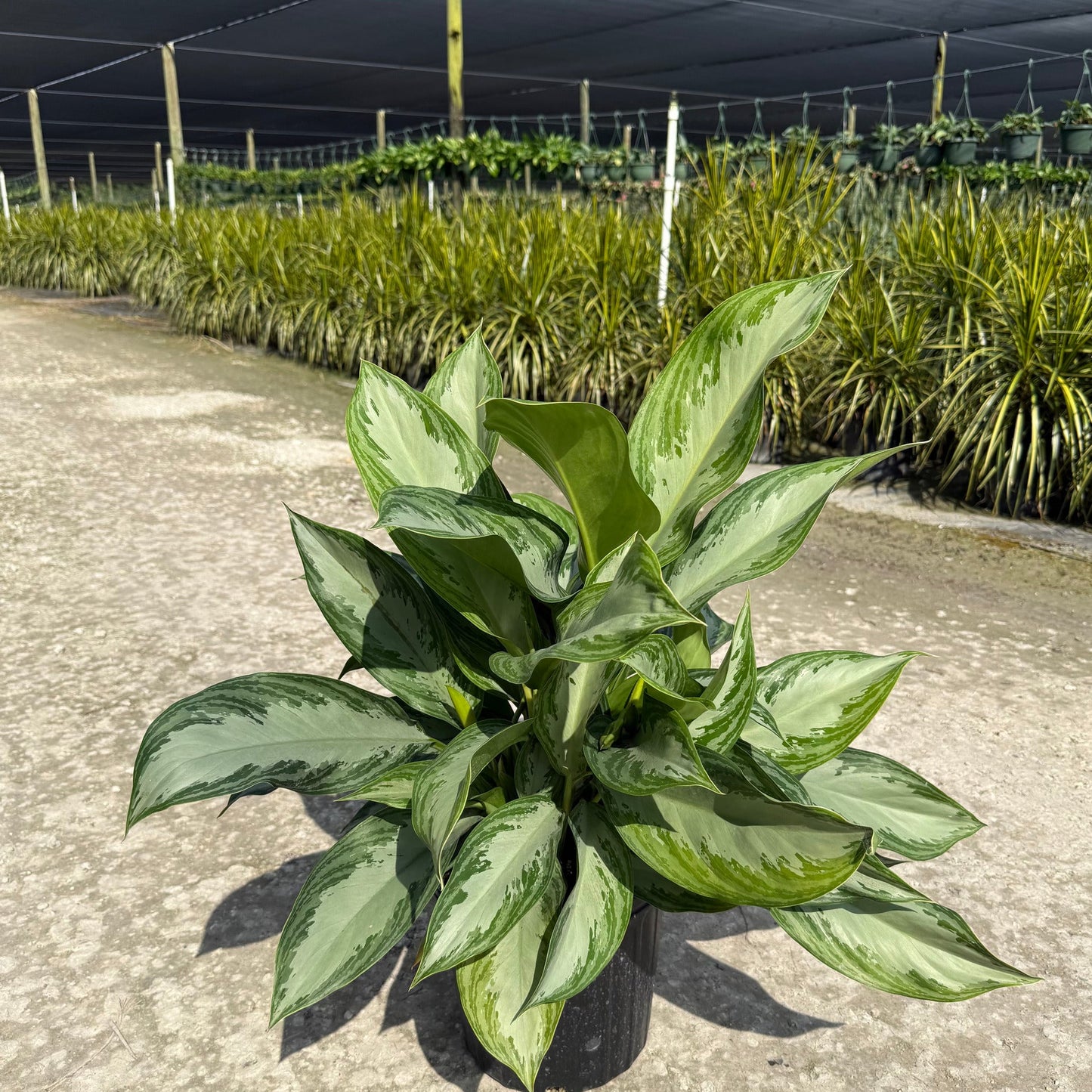 Aglaonema Golden Bay 8