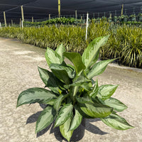 Aglaonema Golden Bay 8"