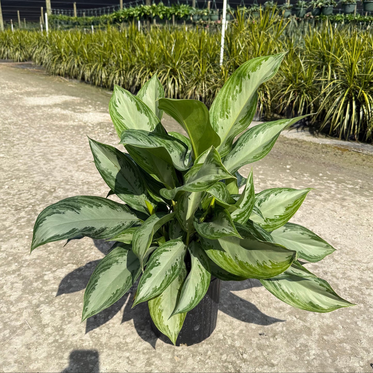 Aglaonema Silver Bay 6"