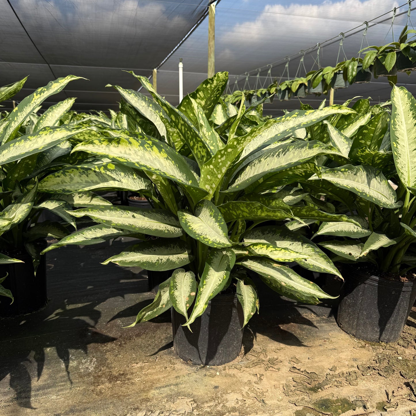 Dieffenbachia Panther