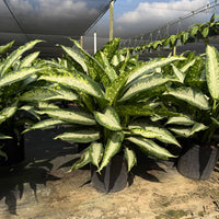 Dieffenbachia Panther