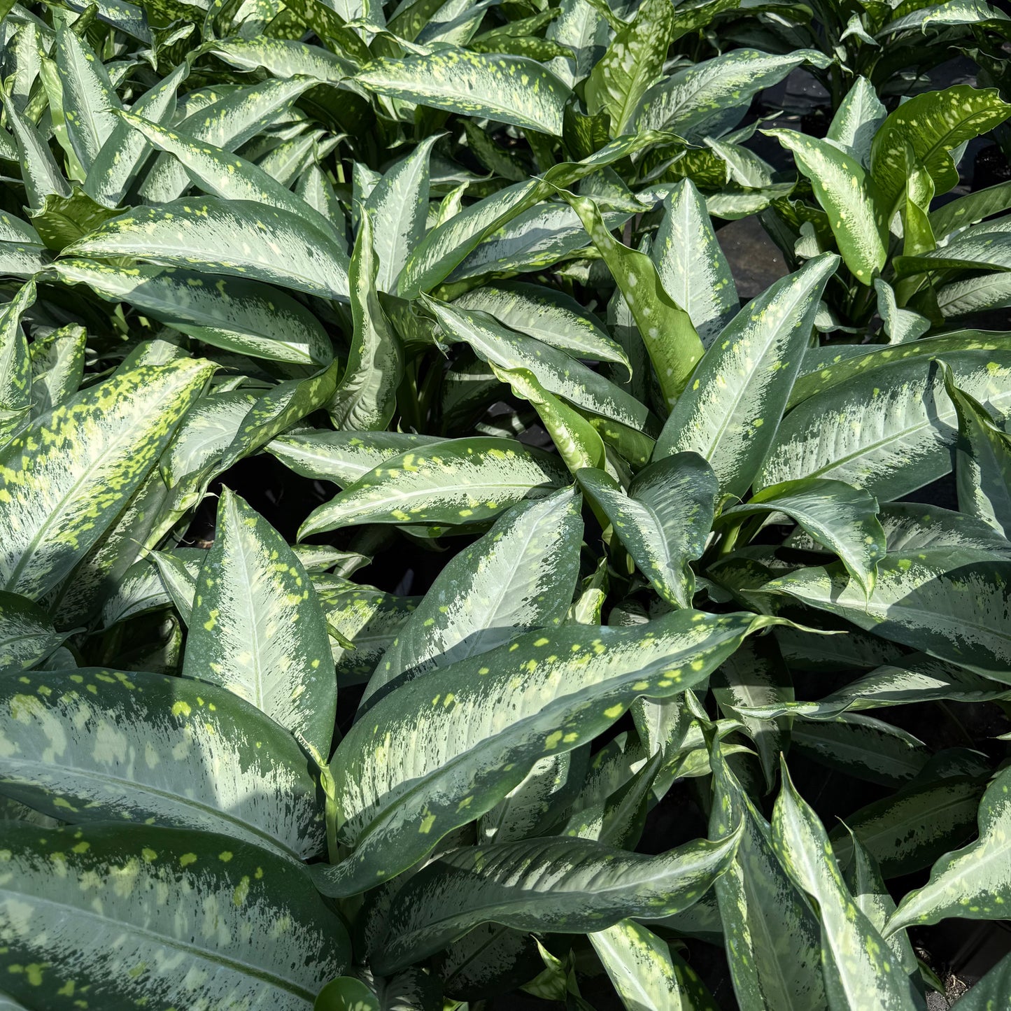 Dieffenbachia Panther