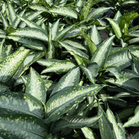 Dieffenbachia Panther