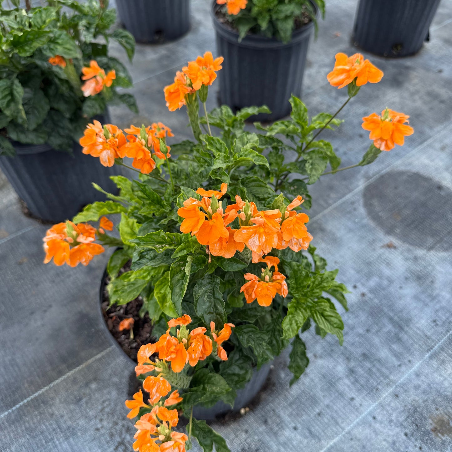 Crossandra Orange