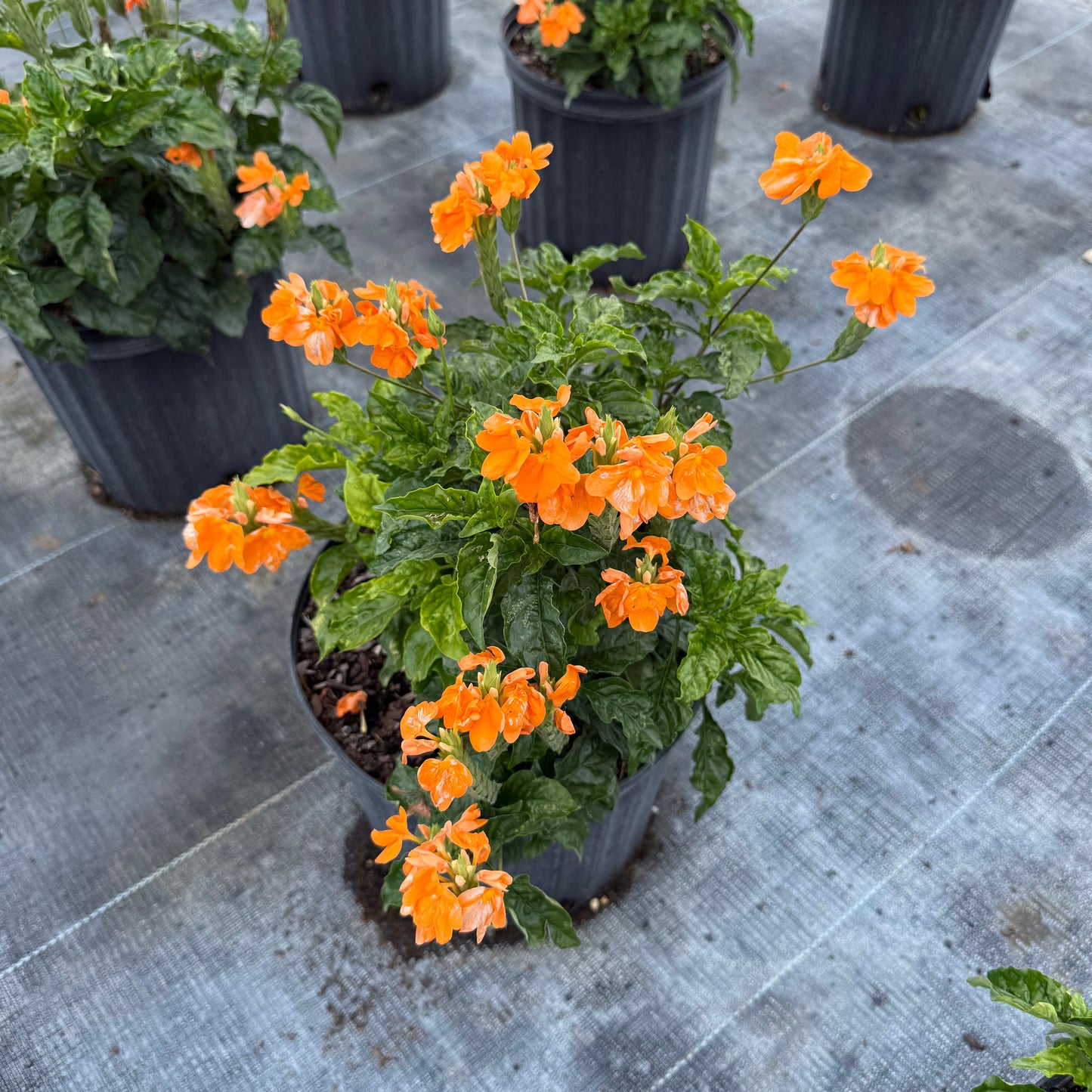Crossandra Orange