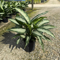 Dieffenbachia Panther
