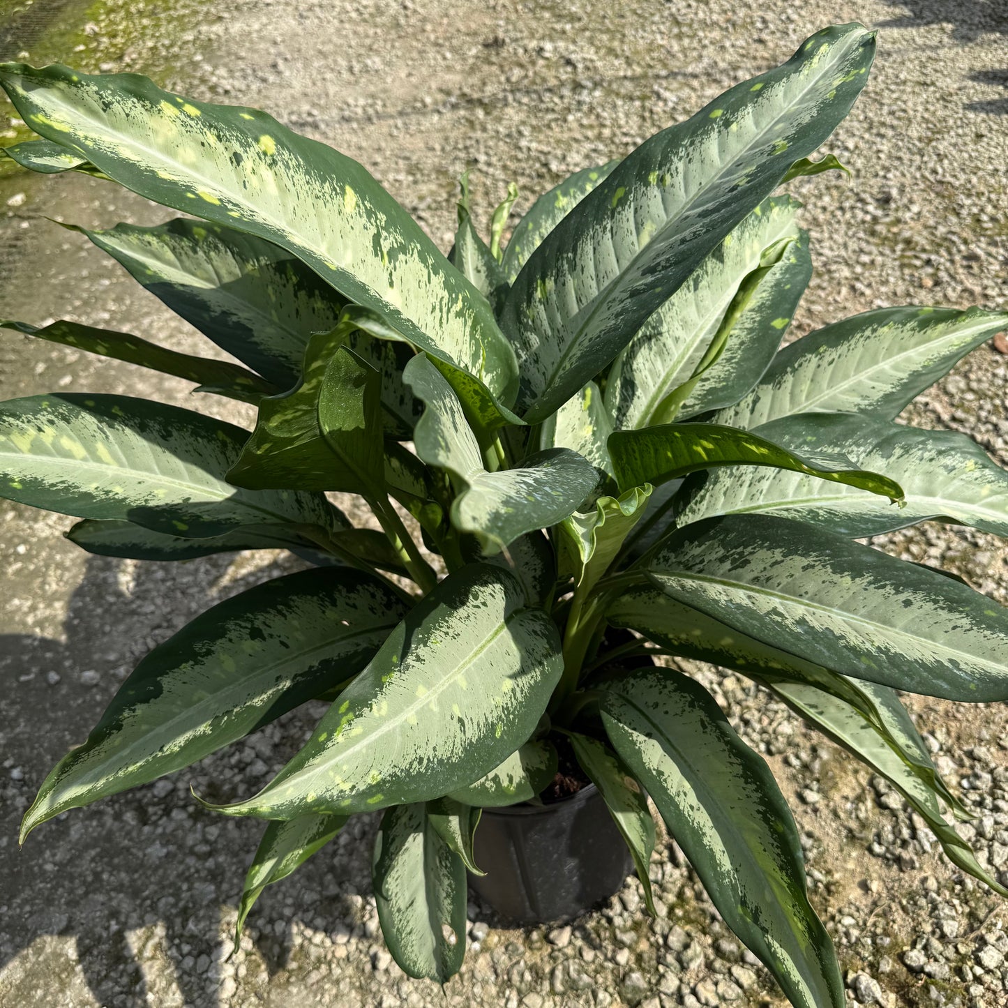 Dieffenbachia Panther