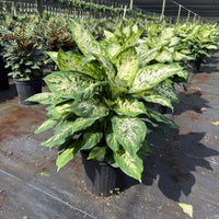 Dieffenbachia ‘Compacta’
