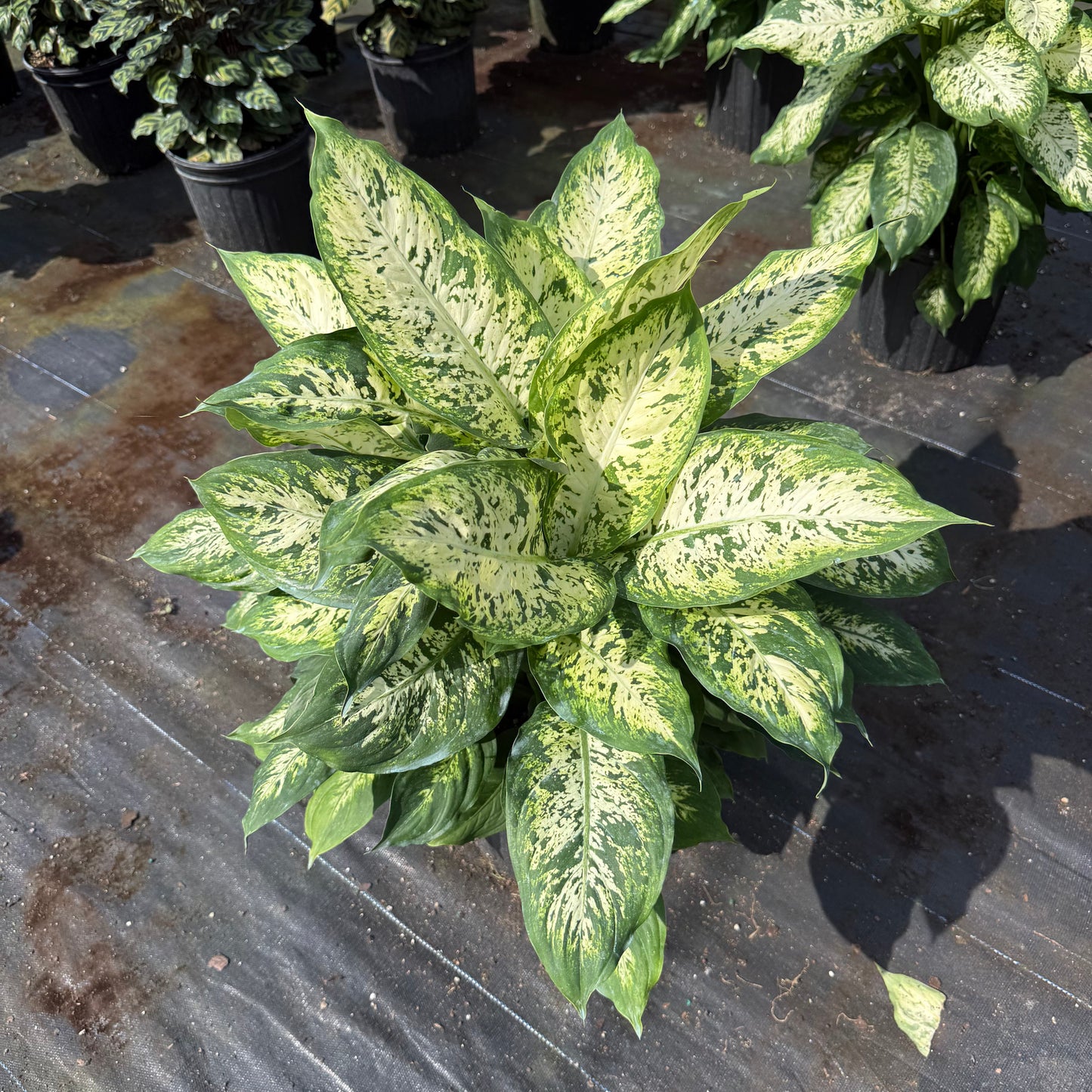 Dieffenbachia ‘Compacta’