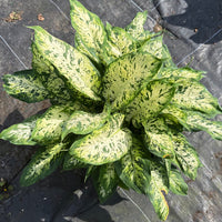 Dieffenbachia ‘Compacta’