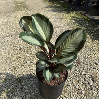 Calathea Royal Standard