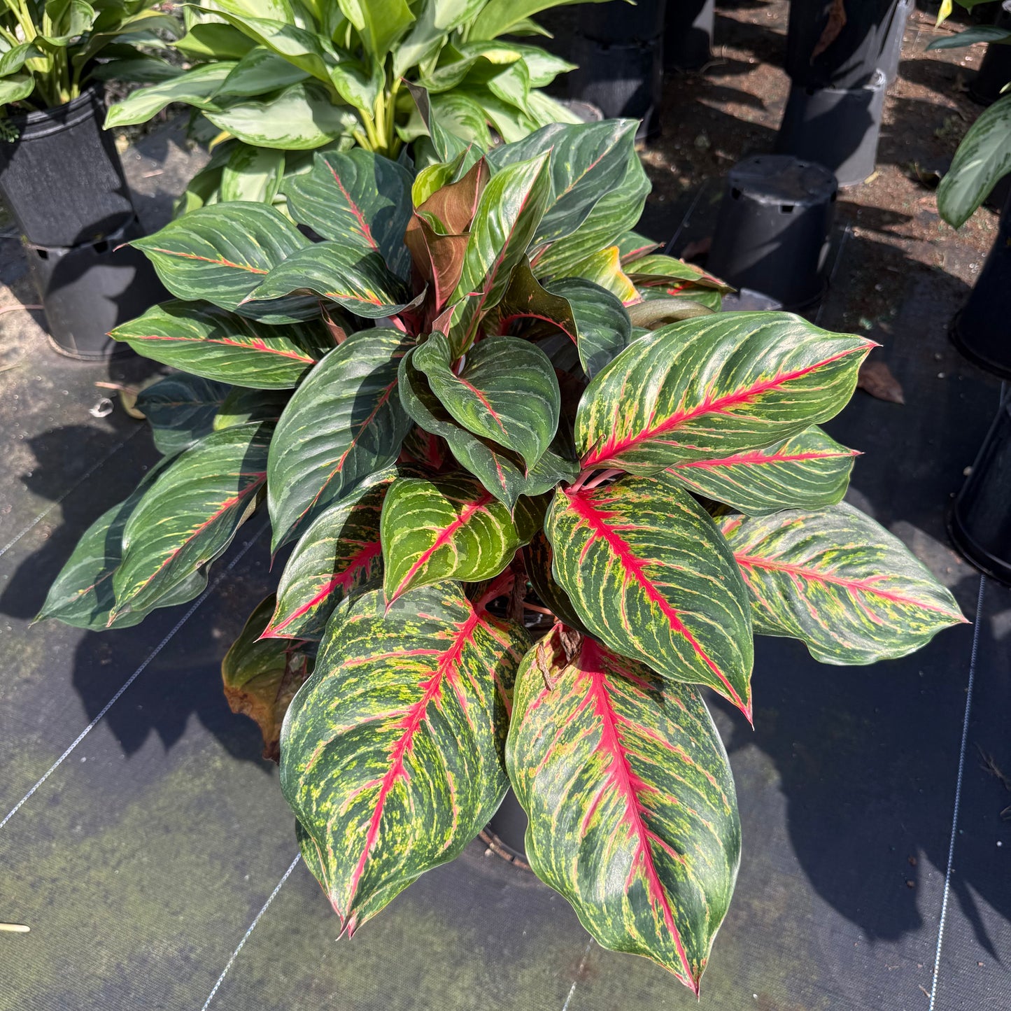 Aglaonema Garnet Coltrane