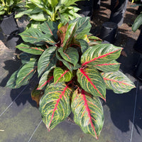 Aglaonema Garnet Coltrane