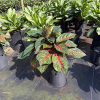 Aglaonema Garnet Coltrane
