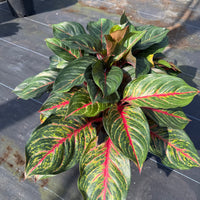 Aglaonema Garnet Coltrane