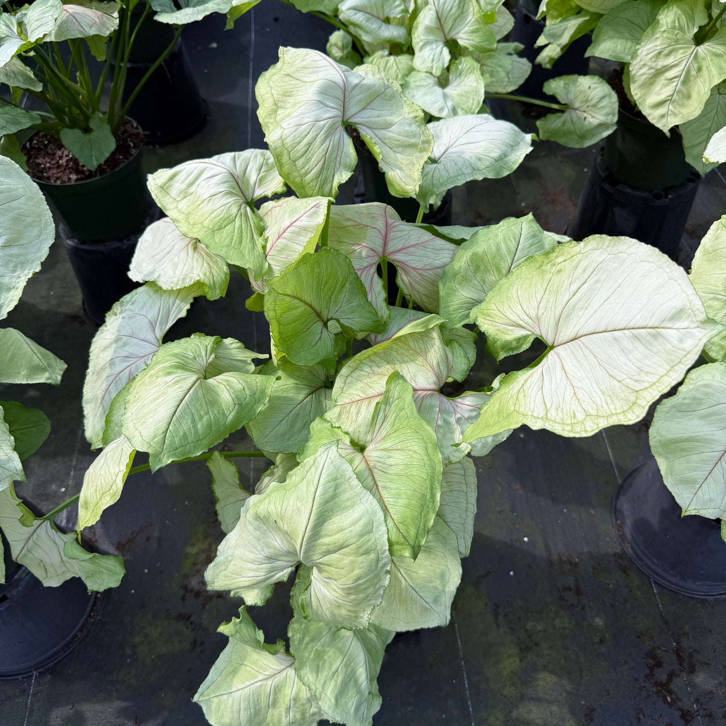 Syngonium Kiwi Delight