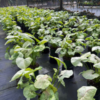 Syngonium Kiwi Delight