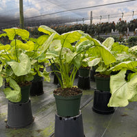 Syngonium Kiwi Delight