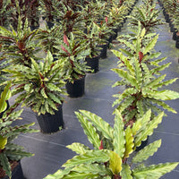 Calathea Rufibarba Velvet