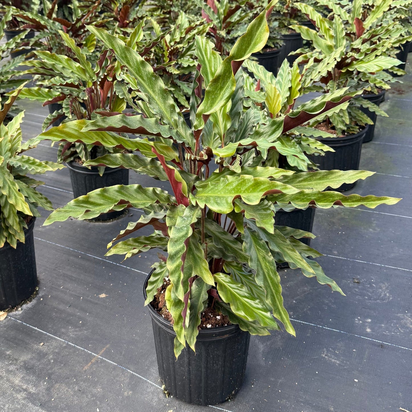 Calathea Rufibarba Velvet