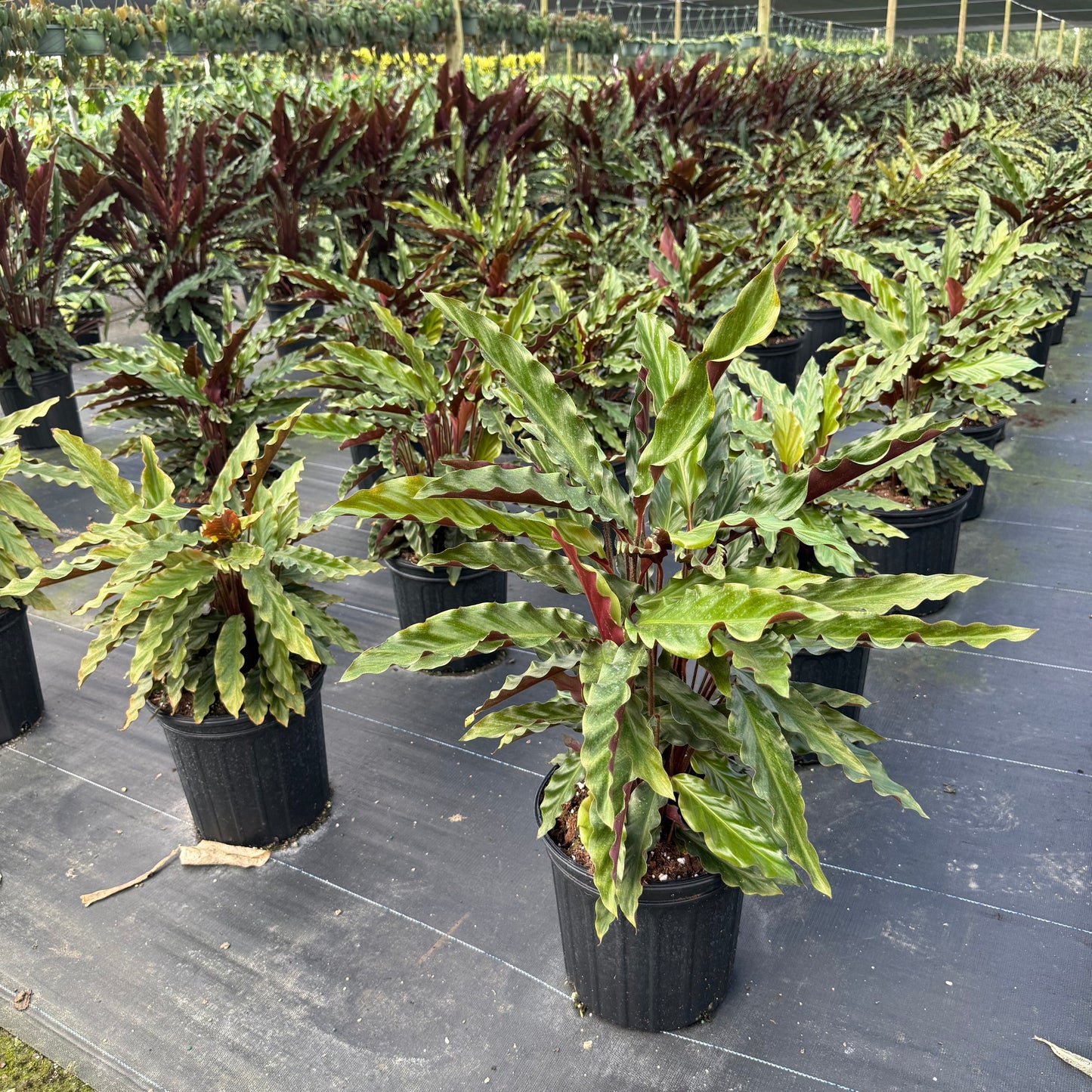 Calathea Rufibarba Velvet