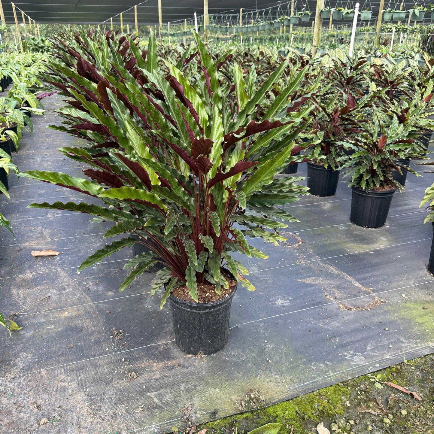 Calathea Rufibarba Velvet