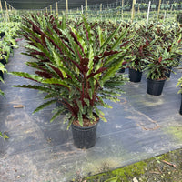 Calathea Rufibarba Velvet