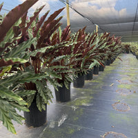 Calathea Rufibarba Velvet