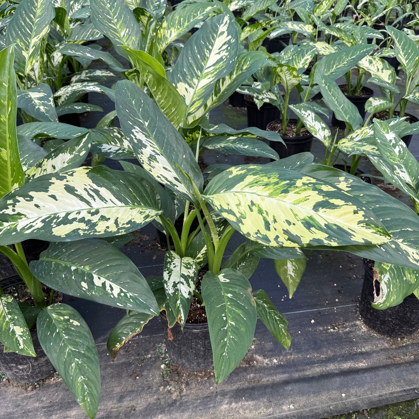 Dieffenbachia Puerto Rico 8"