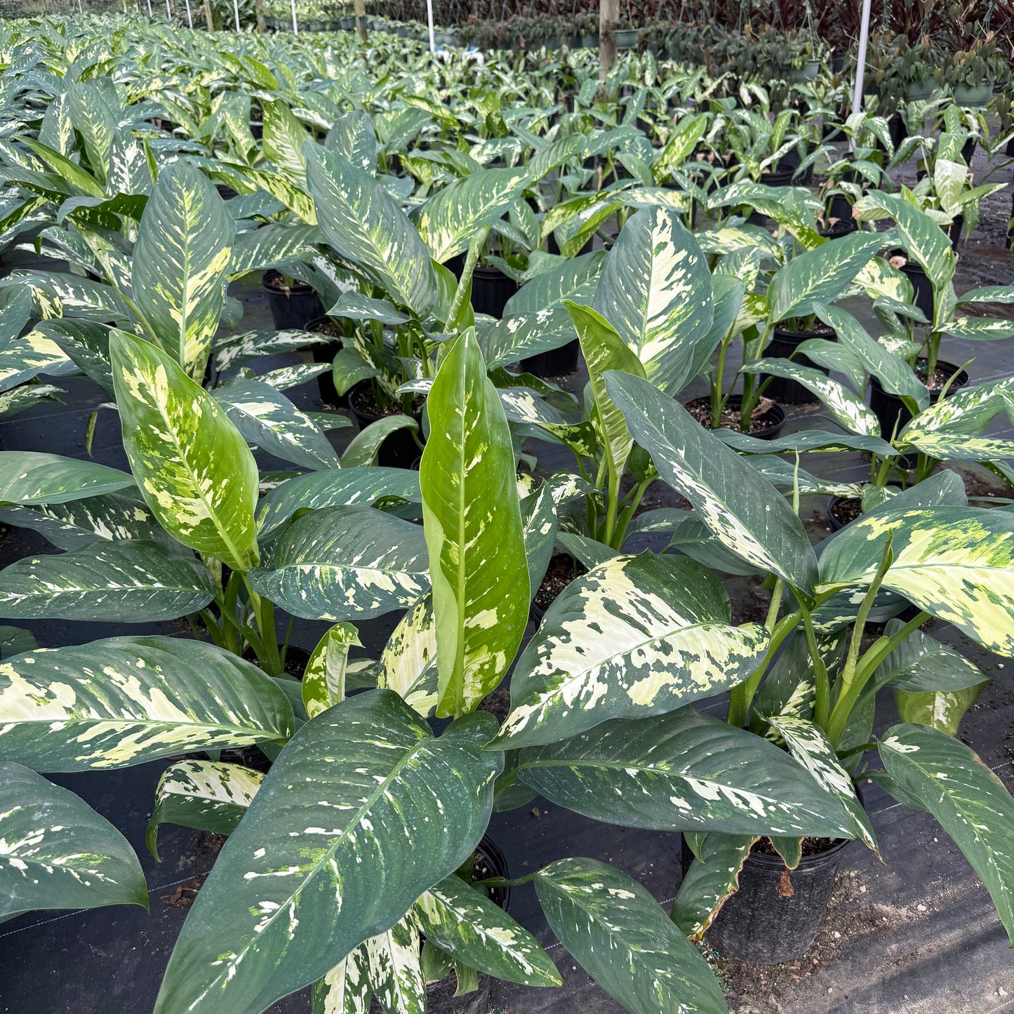 Dieffenbachia Puerto Rico 8"