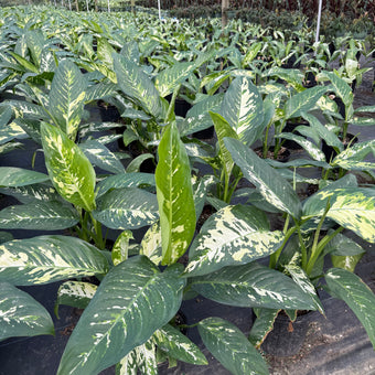 Dieffenbachia Puerto Rico 8
