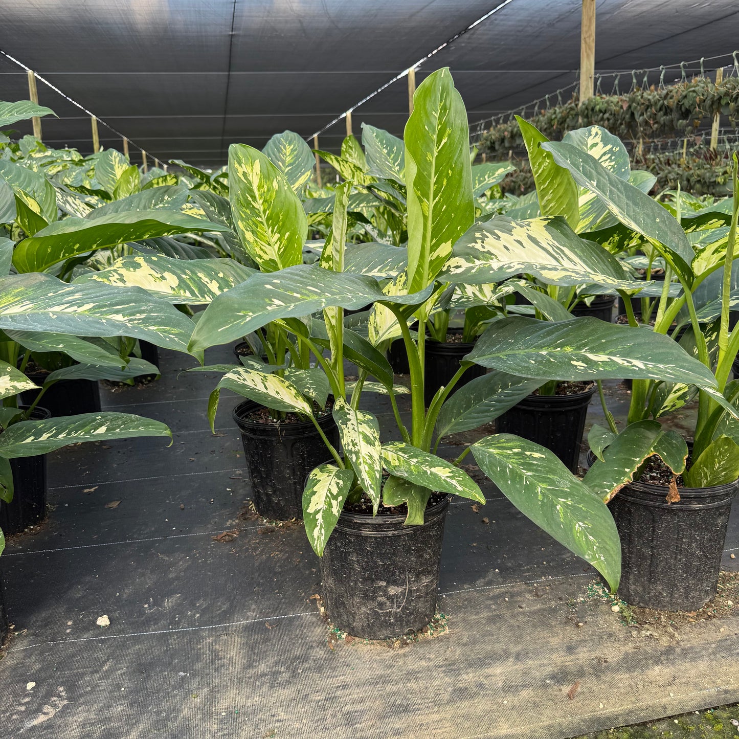 Dieffenbachia Puerto Rico 8"
