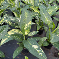 Dieffenbachia Puerto Rico 8"