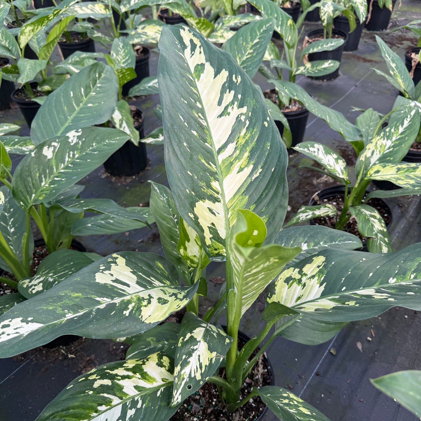 Dieffenbachia Puerto Rico 8"