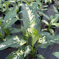 Dieffenbachia Puerto Rico 8"