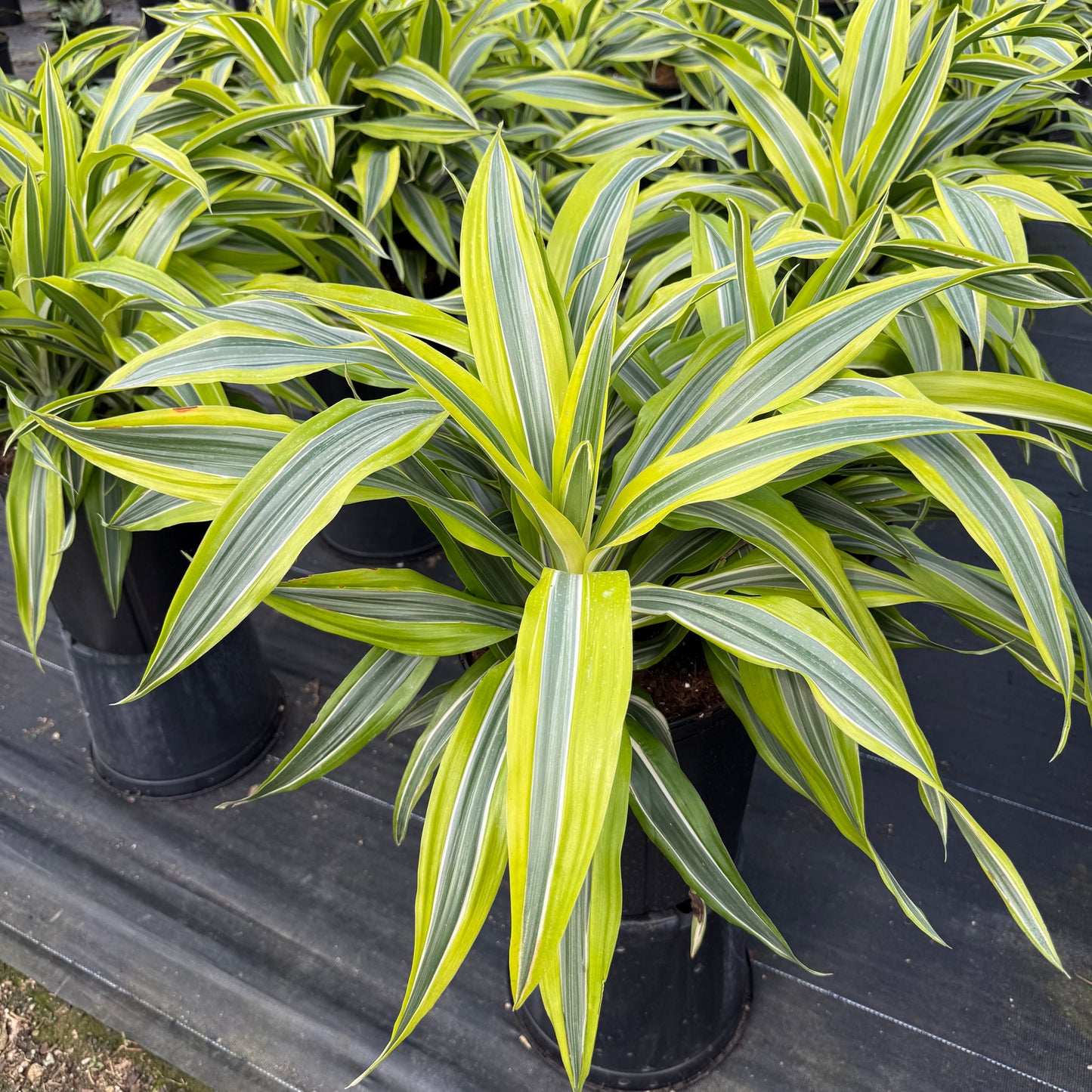 Dracaena Lemon Lime