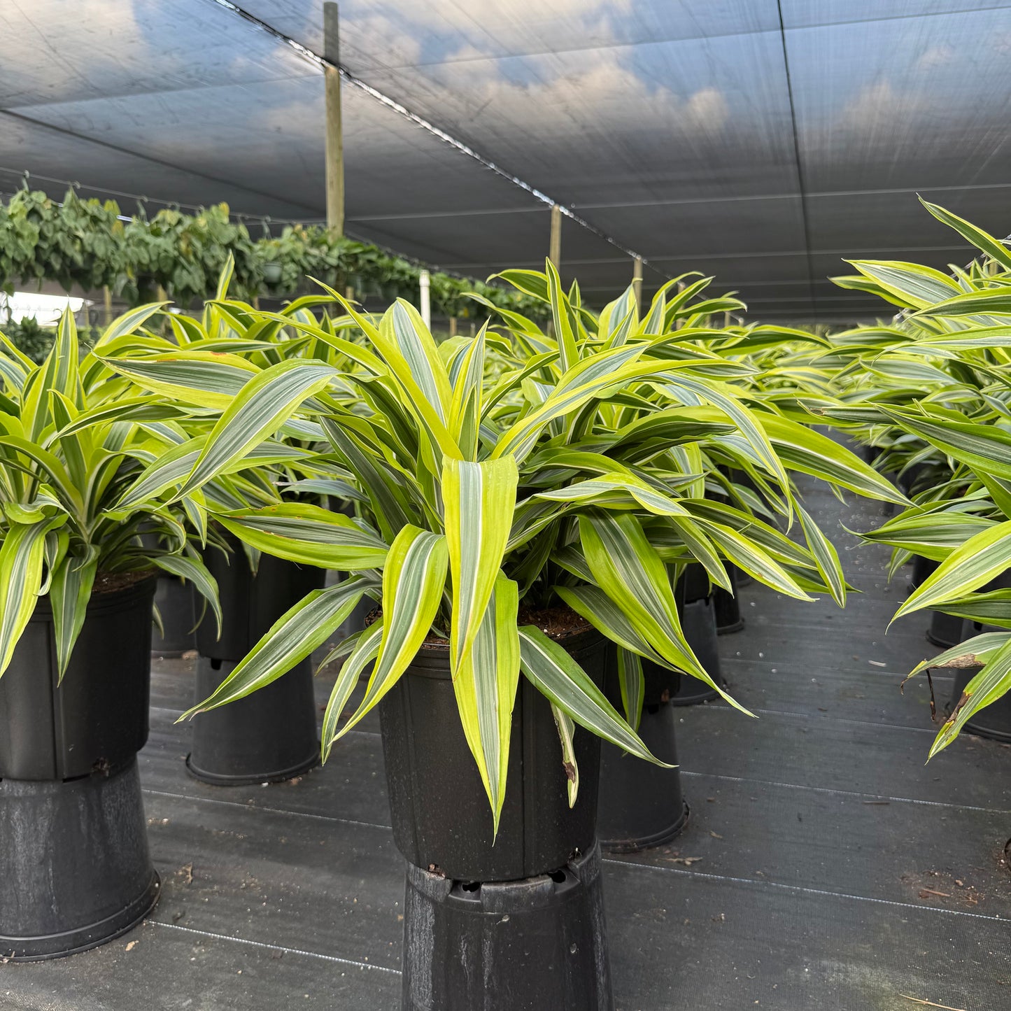 Dracaena Lemon Lime