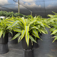Dracaena Lemon Lime