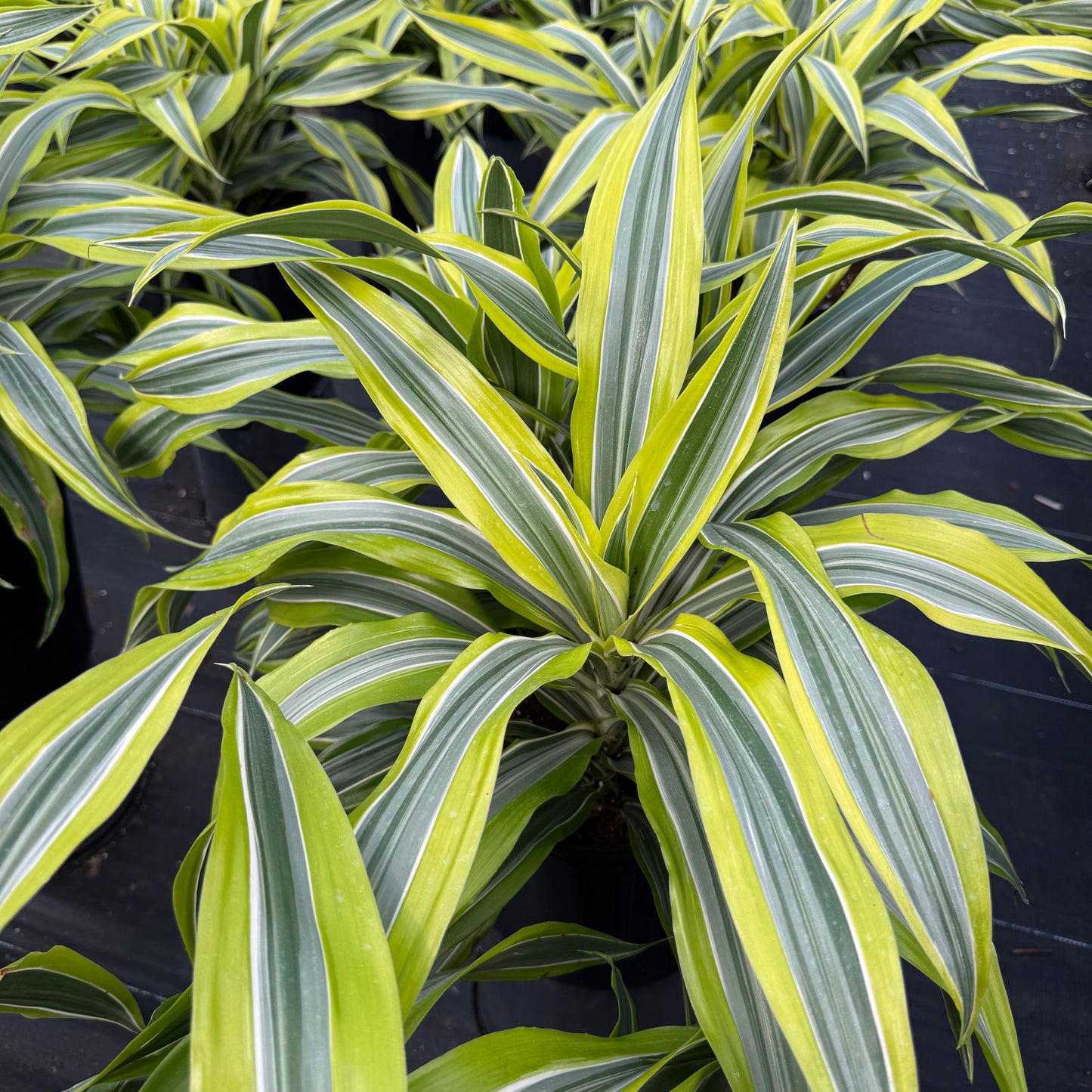 Dracaena Lemon Lime