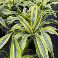 Dracaena Lemon Lime