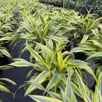 Dracaena Lemon Lime