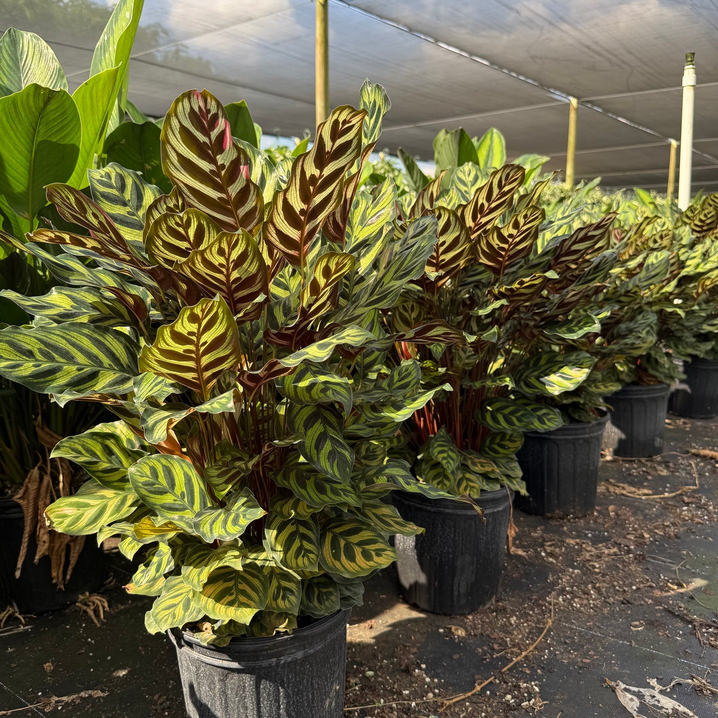 Calathea Makoyana