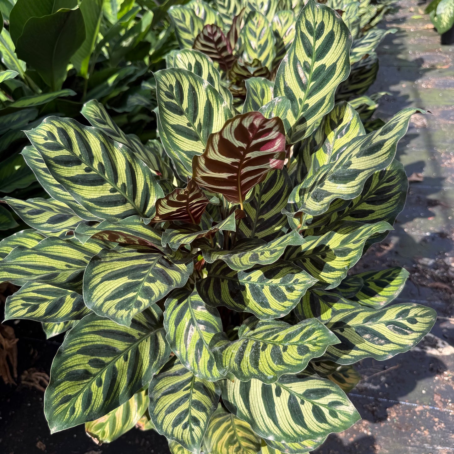 Calathea Makoyana