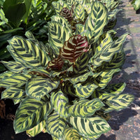 Calathea Makoyana