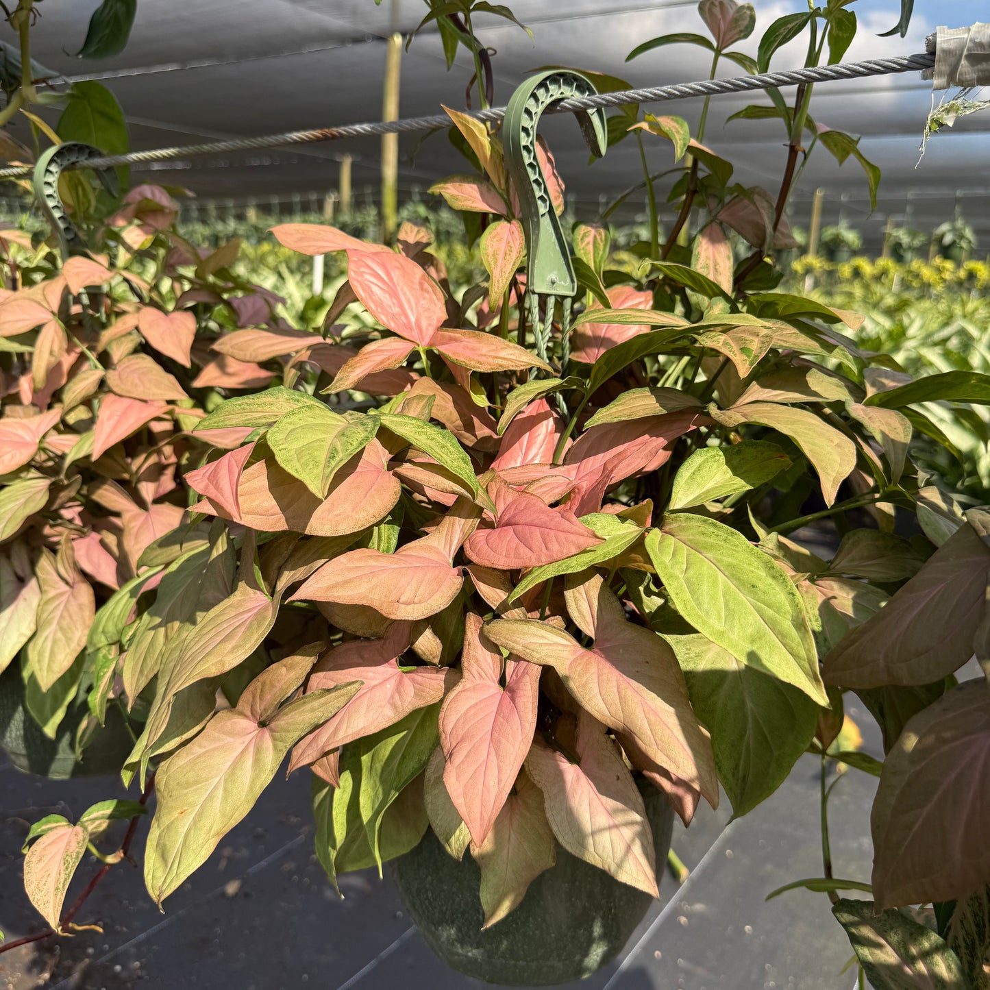 Syngonium Neon Robusta