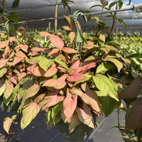 Syngonium Neon Robusta